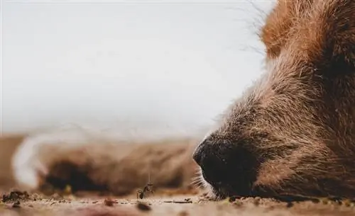 Câine Ant, un câine bătrân întins pe nisip_andar_shutterstock