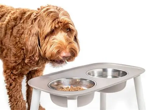 Labradoodle comiendo en un tazón elevado