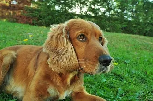 Cocker Spaniel întins pe iarbă