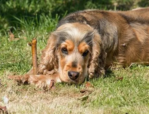 sable and tan cocker spaniel