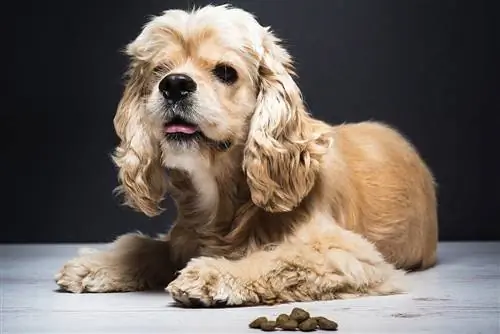 Cocker Spaniel na may dog food sa sahig