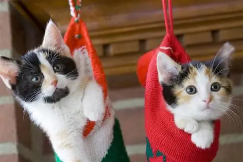 15 mejores calcetines navideños para gatos – Reseñas de 2023 & Mejores selecciones