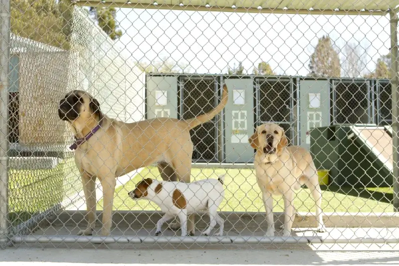 gossos grans i petits en una instal·lació d'acollida per a mascotes