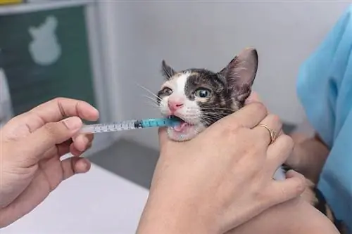 dokter hewan memberikan obat cacing cair pada kucing