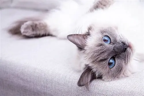 Blue point Ragdoll pw ntawm lub rooj zaum