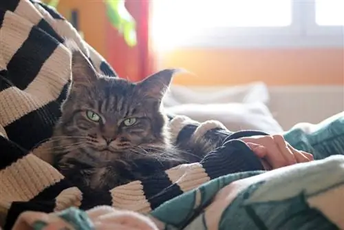 Maine coon miv cuddling tswv