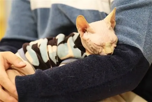 sphynx miv cuddle hlub nrog tus tswv