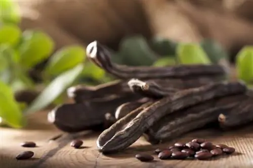 polong carob di atas meja kayu