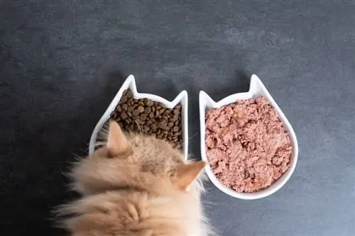 gato comiendo comida para gatos seca y húmeda