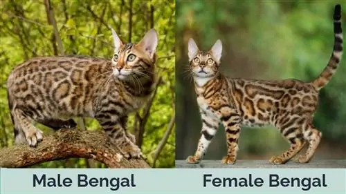 Lelaki Bengal Perempuan Bengal sebelah menyebelah