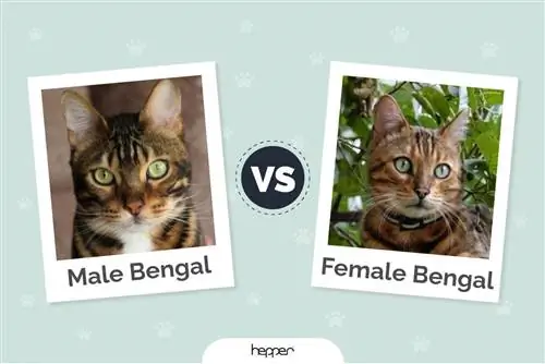 Gatto bengala maschio contro femmina: qual è la differenza? (Con immagini)