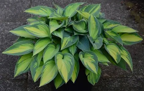 Hosta's