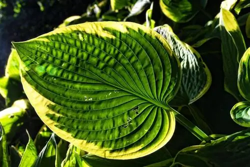 Hostas отровни ли са за котките? Защита на котките