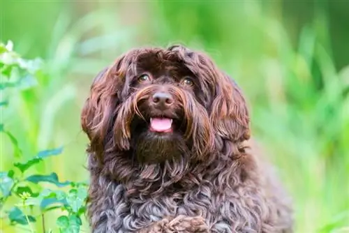 Chocolate Havanese: faktid, päritolu & Ajalugu (koos piltidega)