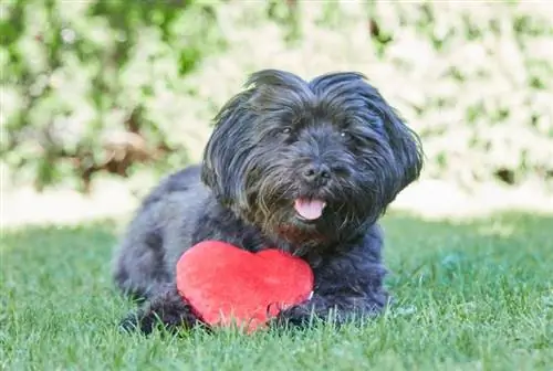 seekor anjing havanese hitam dengan hati merah