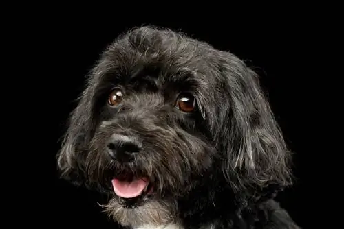 Svart Havanese