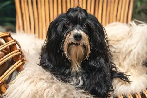 Swart Havanese sit op stoel