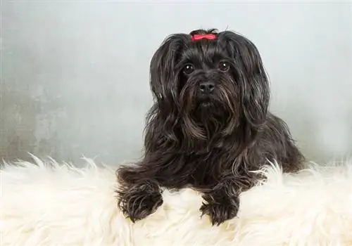 Black Havanese: Facts, Origin & History (همراه با تصاویر)