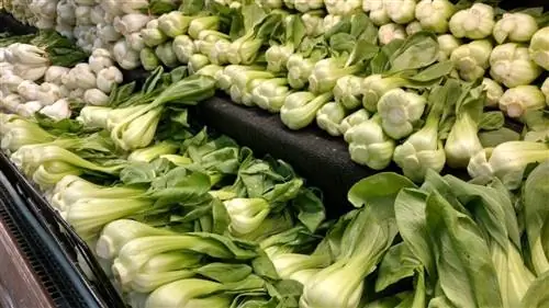 Bok Choi