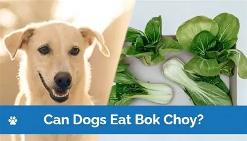 Kan honde Bok Choy eet? Veeartsgoedgekeurde voordele & Feite