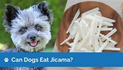 Kan hunder spise Jicama? Er Jicama bra for hunder?