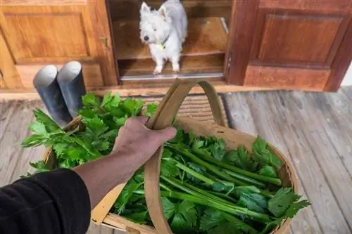 Κηπουρός που κρατά καλάθι συγκομιδής με celery_corners74_shutterstock