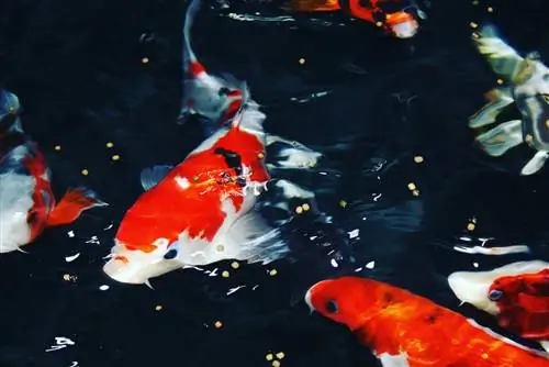 poisson koi