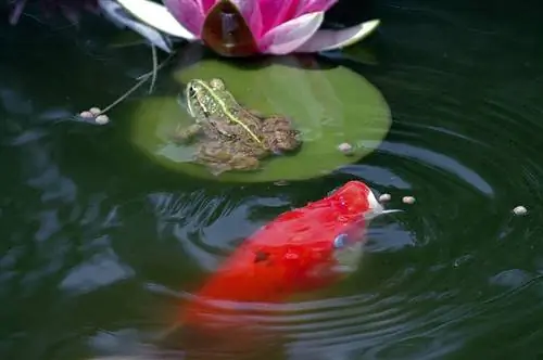 poissons koi mangeant des granulés dans l'étang