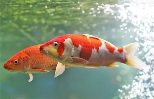 poisson koi dans un aquarium d'eau douce