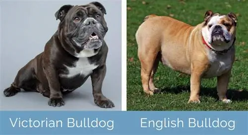 Viktoriansk Bulldog vs Engelsk Bulldog side om side