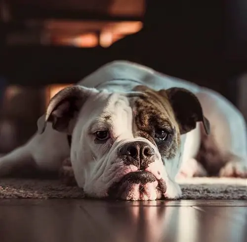 bulldog vitoriano esperando