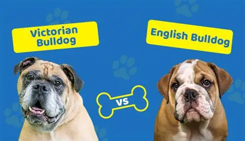 Bulldog vitoriano vs. Bulldog inglês: qual é a diferença?