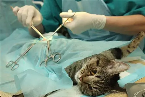 gato esterilizando