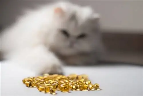 10 Pinakamahusay na Fish Oil Supplement para sa Mga Pusa noong 2023 – Mga Review & Mga Nangungunang Pinili