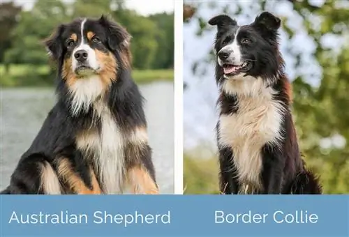 Australian Shepherd vs Border Collie เคียงข้างกัน