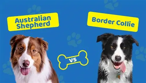 Australian Shepherd vs Border Collie: Care este diferența?