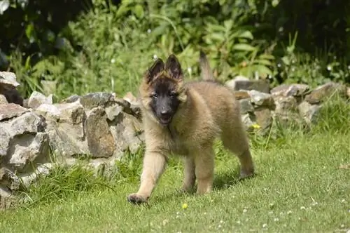 Cucciolo belga di Laekenois