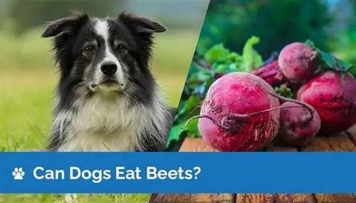 Kunnen honden bieten eten? Zijn bieten veilig voor honden?