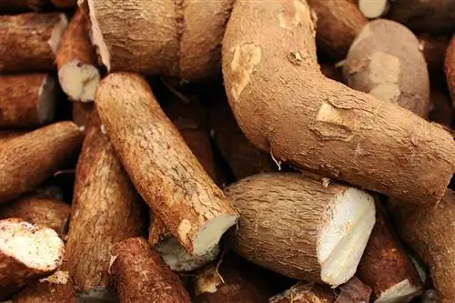 Cassava