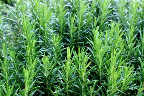 herbal rosemary di kebun