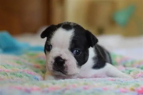 English Boston-Bulldog күчүк