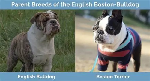 Englannin Boston Bulldogin emorodut