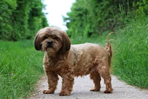 Lha-Cocker (Lhasa Apso & Amerikaanse Cocker Spaniel Mix): inligting, prente, kenmerke & Feite