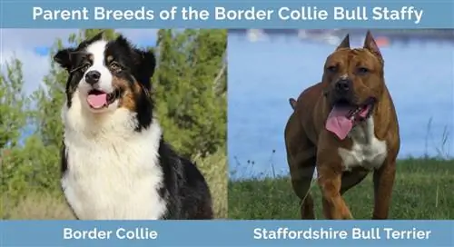 Trah Induk dari Staffy Border Collie Bull