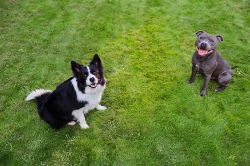 Border Collie dan Staffordshire Bull Terrier