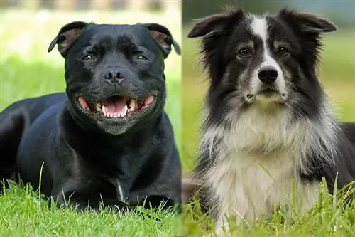 Border Collie Bull Staffy: informacije, slike, karakteristike & Činjenice