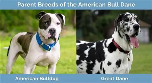 พ่อแม่พันธุ์ของ American Bull Dane