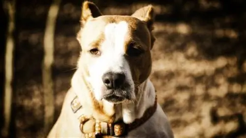 American Bull Dane (American Bulldog & Great Dane Mix): Impormasyon, Mga Larawan, Mga Katangian & Mga Katotohanan