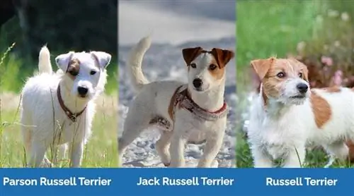 Parson-Russell-Terrier-vs-Jack-Russell-Terrier-vs-Russell-Terrier