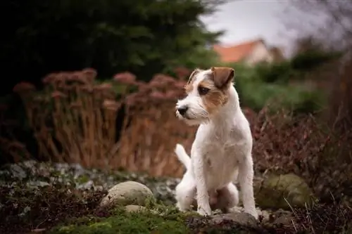 Parson Russell Terriër